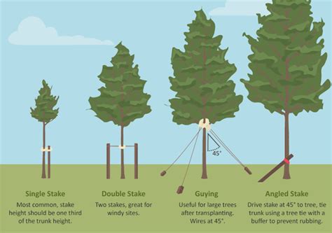 staking trees in windy areas|Essential Guide: How to Stake Trees Against Wind for Healthier .